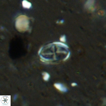 Gartnerago margaritatus VR 12733
