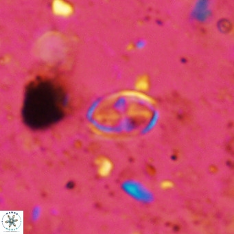Gartnerago margaritatus VR 12734