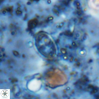 Gartnerago margaritatus VR 12735