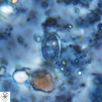 Gartnerago margaritatus VR 12736