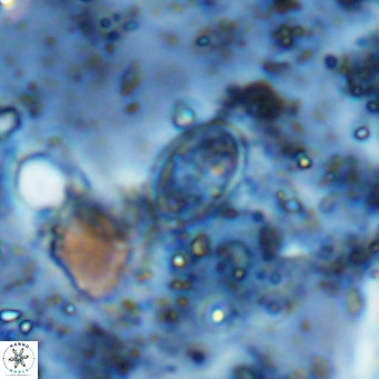 Gartnerago margaritatus VR 12737