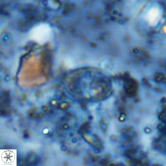 Gartnerago margaritatus VR 12738