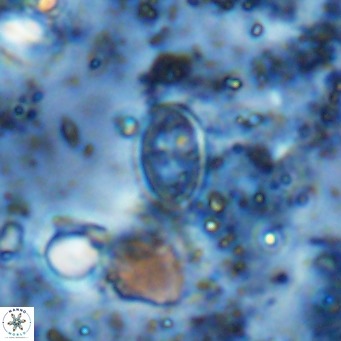 Gartnerago margaritatus VR 12739