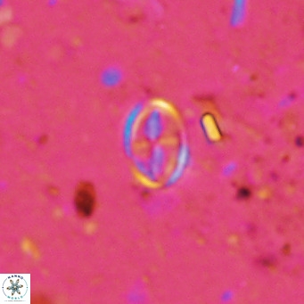Gartnerago margaritatus VR 12986