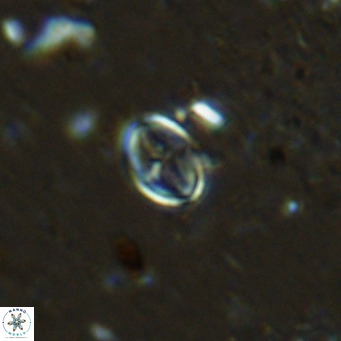 Gartnerago margaritatus VR 12987