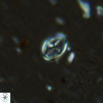 Gartnerago margaritatus VR 12989