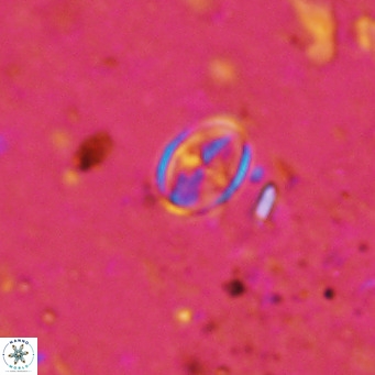 Gartnerago margaritatus VR 12990