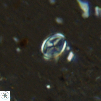 Gartnerago margaritatus VR 12991