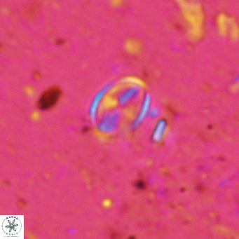Gartnerago margaritatus VR 12992