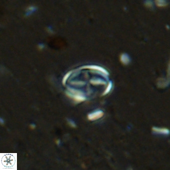 Gartnerago margaritatus VR 12993
