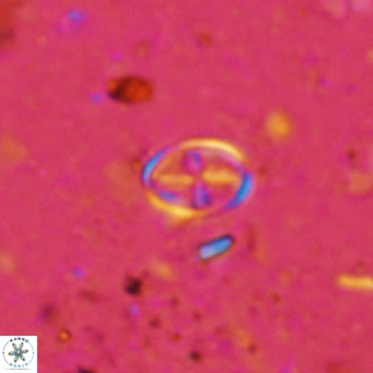 Gartnerago margaritatus VR 12994