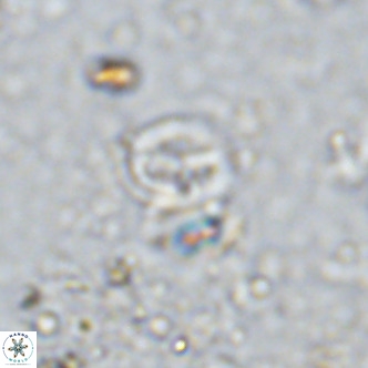 Gartnerago margaritatus VR 12995