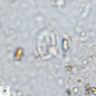 Gartnerago margaritatus VR 12997