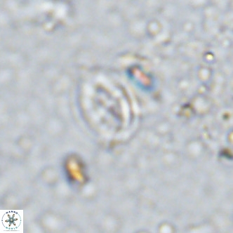 Gartnerago margaritatus VR 12998