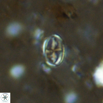 Gartnerago margaritatus VR 13103