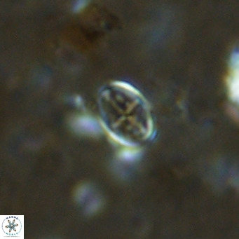 Gartnerago margaritatus VR 13105