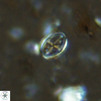 Gartnerago margaritatus VR 13108