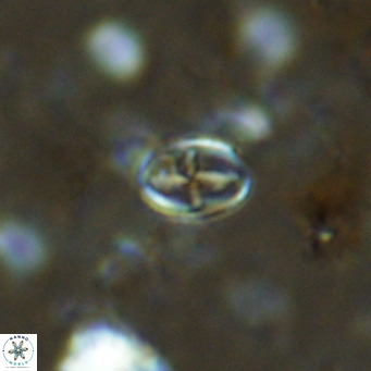Gartnerago margaritatus VR 13110