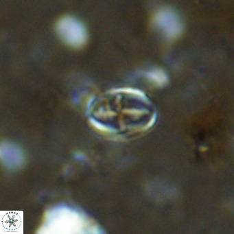 Gartnerago margaritatus VR 13111