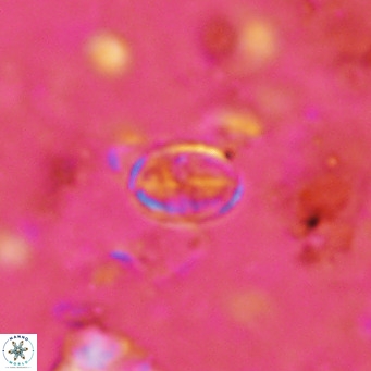 Gartnerago margaritatus VR 13112