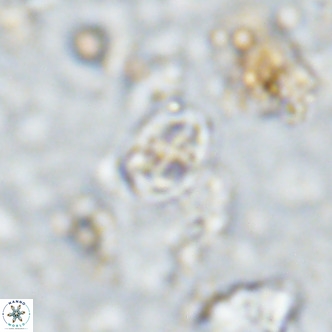 Gartnerago margaritatus VR 13114