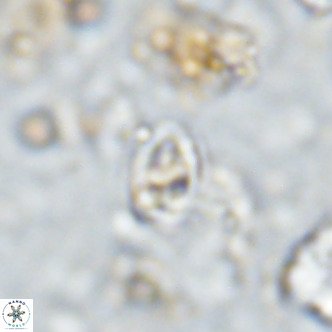 Gartnerago margaritatus VR 13115