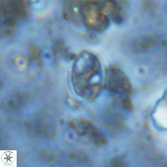 Gartnerago margaritatus VR 13117