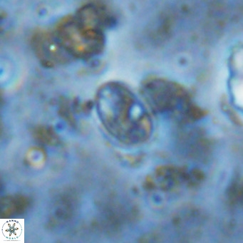 Gartnerago margaritatus VR 13118