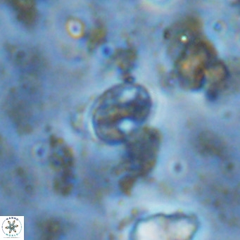 Gartnerago margaritatus VR 13119
