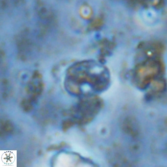 Gartnerago margaritatus VR 13120