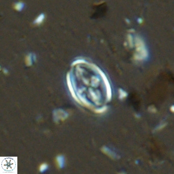 Gartnerago margaritatus VR 13248