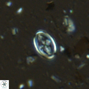 Gartnerago margaritatus VR 13250