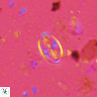 Gartnerago margaritatus VR 13251