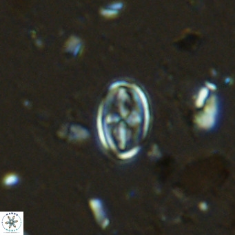 Gartnerago margaritatus VR 13252