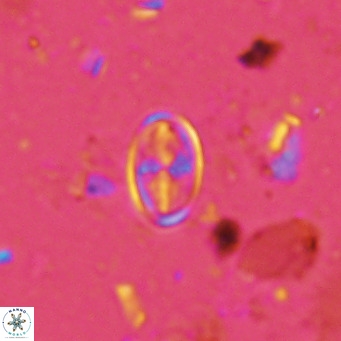 Gartnerago margaritatus VR 13253