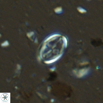 Gartnerago margaritatus VR 13254