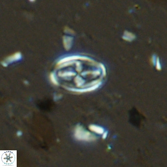 Gartnerago margaritatus VR 13256