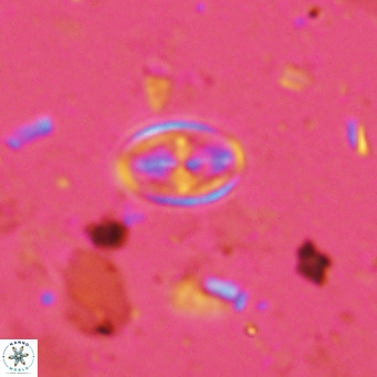 Gartnerago margaritatus VR 13257