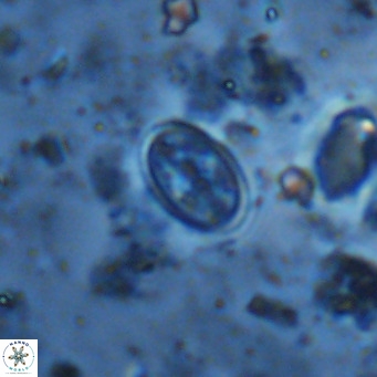 Gartnerago margaritatus VR 13265