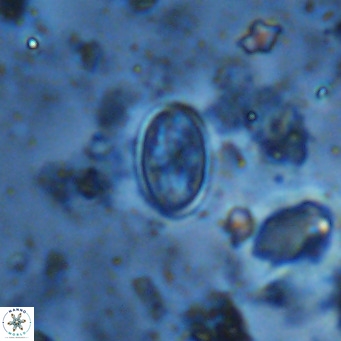 Gartnerago margaritatus VR 13266