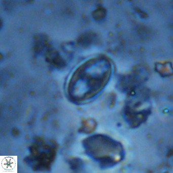 Gartnerago margaritatus VR 13267