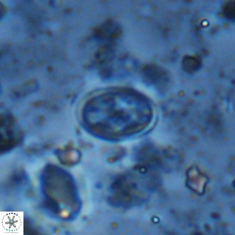 Gartnerago margaritatus VR 13268