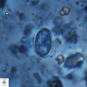 Gartnerago margaritatus VR 13269