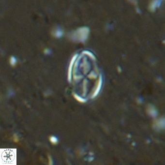 Gartnerago margaritatus VR 13542