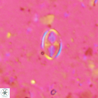 Gartnerago margaritatus VR 13543