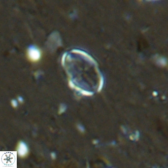Gartnerago margaritatus VR 13544