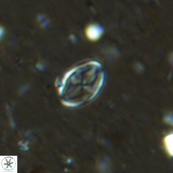 Gartnerago margaritatus VR 13546