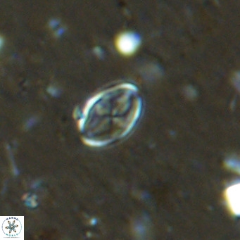 Gartnerago margaritatus VR 13548