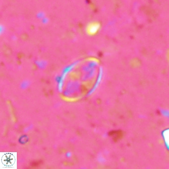 Gartnerago margaritatus VR 13549