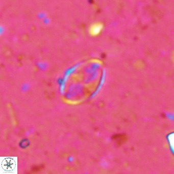 Gartnerago margaritatus VR 13550